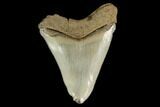 Fossil Megalodon Tooth - Serrated Blade #130804-1